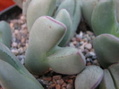bilobum ssp unknown (1)