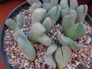 bilobum ssp unknown (3)