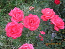 Picture 123