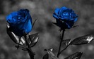 blue_roses-with_black_screen_wallpaper