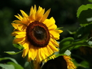 Flowers_6