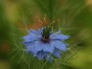 Flowers_11