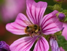 Flowers_17