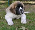 St.Bernard