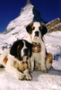 Saint-Bernard_10001