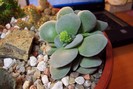 Crassula Morgan s Beauty