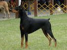 doberman02