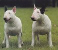 Bull-terrier_adulte_AT_pf