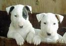 english-bull-terriers-thumb