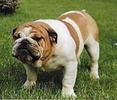 03bulldogenglez6