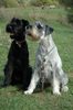 pic148792_caine_Schnauzer_urias_negru