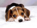 Beagle puppy 400