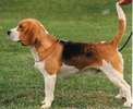 beagle_02a