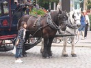 1.1283571819.belgian-horse-team