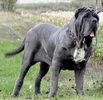 neapolitan-mastiff