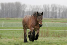Belgian_horse