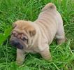 shar pei puppy
