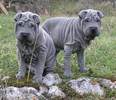 Shar_pei_welpen