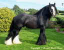hermits duke_ black cob stallion_14_1hh_jpg