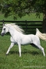 12231-Running-White-Arabian-Horse
