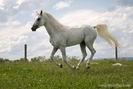 12238-White-Arabian-Horse-Trot