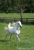 12255-Running-Arabian-Horse