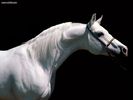 Arabian_Stallion_1024x768