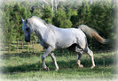 work.505714.4.flat,550x550,075,f.grey-arab-stallion