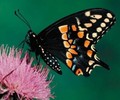 fluturi_01[1]
