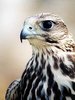 falco cherrug soimul randunelelor aproape