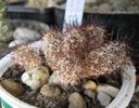 Mammillaria yaquiensis