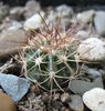 Melocactus albicephalus HU350