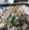 Melocactus rubrisetosus