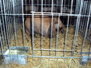 campioana