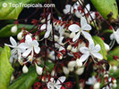 Clerodendrum schmidtii