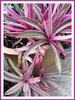 Tradescantia spathacea gasit