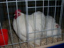 SANY0323