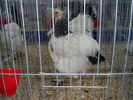 SANY0356