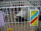 SANY0382