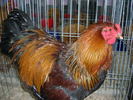 SANY0487