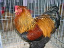 SANY0488
