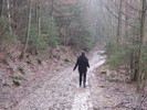Donaublick -coboram -prin padure