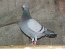 IMG_9560N.