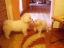 Ricky si Molly(mama luiJimmy)