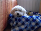 Pufy