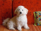 Pufy cel mare!
