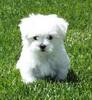 Bichon-Maltese2