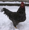tyson