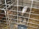 IMG_0081 - Copy
