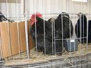 IMG_0097 - Copy